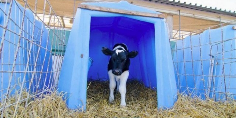 Domaće drvene kućice za uzgoj junadi